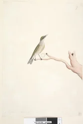 Seite 66. August. Natürliche Größe Grey, Backed Silvereye Zosterops lateralis