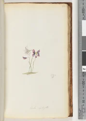 Seite 66. Viola aphylla / Wildes Veilchen