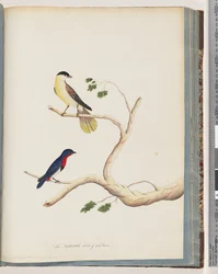 Seite 70. 1. Unidentifizierter Vogel. Haubenwaldsänger