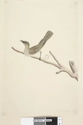 Seite 70. Natürliche Größe. August Fuscous Honigfresser Lichenostomus fuscus, 1791-92