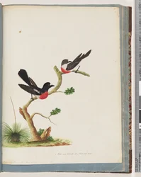 Seite 73. Scharlachrote Rotkehlchen