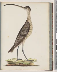 Seite 78. Östlicher Brachvogel