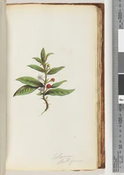 Seite 78a. Solanum stelligerum / Stern-Nachtschatten
