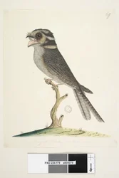 Seite 79. Ein junger Moskito-Falke, natürliche Größe Eulenschwalm Aegotheles cristatus, 1791-92