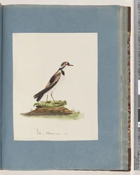 Seite 79. Schwarzstirnregenpfeifer. Charadrius Hiaticula