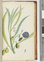 Seite 79. Solanum longifolium