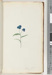 Seite 7. Commelina capillaris