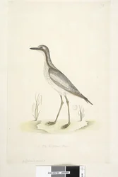 Seite 85. Oedicnemus. unten in der Mitte in anderer Hand 1/2 der natürlichen Größe Südlicher Steinkauz Burhinus magnirostris, 1791-92