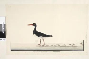 Seite 87. Hematopus. unten rechts in anderer Hand September. entlang des unteren Randes in dritter Hand Das Männchen & Weibchen werden immer zusammen auf den Felsen & niedrigen Punkten gesehen, haben aber den Hafen vollständig verlassen, da sie häufig gest
