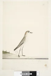 Seite 88. Charadrius. unter der Rahmenlinie in anderer Handschrift Dieser Vogel läuft auf dem Boden wie die Sandlerche und ist sehr häufig auf den Sanden in verschiedenen Teilen des Hafens. darunter in dritter Handschrift Natürliche Größe Rotkappenkiebitz 