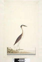 Seite 89. Ardea ..?.. Nankeen-Nachtreiher Nycticorax caledonicus, 1791-92