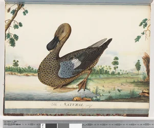 Seite 89. Ente