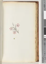 Seite 89. Keine Inschrift. Unbekannte Pflanze