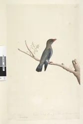 Seite 8. Coraciae. Oktober. Auf halbe Größe reduziert. Dollarvogel Eurystomus orientalis
