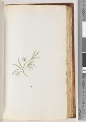 Seite 90. Nicht identifizierte Pflanze