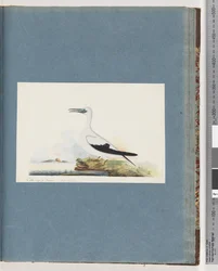 Seite 91. Unidentifizierter Vogel. Pel. borssanus