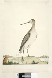Seite 92. Scolopax. über dem Titel in anderer Hand Dezember. Natürliche Größe, Iris zweifelhaft Japanbekassine Gallinago hardwicki, 1791-92