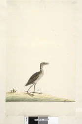 Seite 93. Rallus. über dem Titel in anderer Hand August. Natürliche Größe Sumpfralle Porzana pusilla, 1791-92