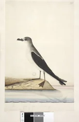 Seite 96. Vogel von Norfolk Island