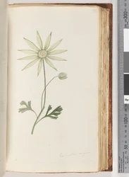 Seite 96. Eriocalia major. Dies ist, glaube ich, die wahre Farbe