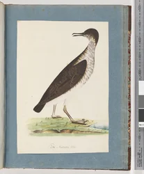 Seite 96. Unidentifizierter Vogel