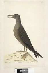Seite 97. Vogel von Norfolk Island, allgemein Mutton Bird genannt, in natürlicher Größe gezeichnet Keilschwanz-Sturmtaucher Puffinis Pacificus, 1791-92