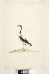 Seite 98. Anas. entlang des oberen Randes in anderer Handschrift Dieser Vogel ist etwa so groß wie eine Gans. Unten ist eine Umrisszeichnung des Fußes in natürlicher Größe Pied Goose Anseranas semipalmata, 1791-92