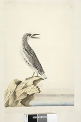Seite 99. Phaeton. Ein junger Tropikvogel, halbe natürliche Größe. Rotsteiß-Tropikvogel Phaethon rubricauda