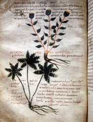 Seite aus dem Manuskript von Apuleius „De viribus herbarum“ (8. oder 9. Jahrhundert)