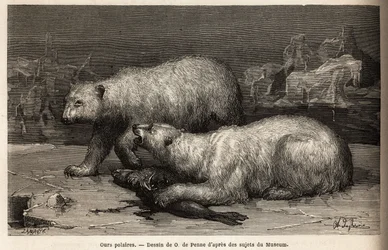 Eisbären auf dem Packeis, die eine Robbe schlagen, die sie gerade gefangen haben. Illustration der Reise zum freien Meer des Arktischen Pols, von Dr. Hayes, Chirurg der US-Marine, 1860-1862, veröffentlicht in "Le tour du monde, nouveau journal des voyages"