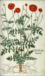 Mohn in „De Historia Stirpium commentarii badges,...“ von Leonhart Fuchs