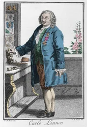 Porträt von Charles Linne (Carl von Linne, Linnaeus)