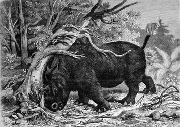 Dinosaurier der Familie Perissodactyla, Vorfahre des Nashorns, entwurzelt einen Baum. Gravur des 19. Jahrhunderts