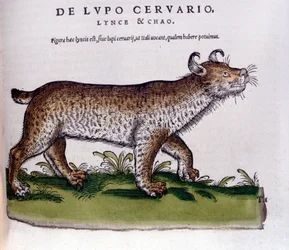 Darstellung eines Luchses (Wolf-Hirsch) - Historia Animalium von Conrad Gesner (1516-1565), Tiguri