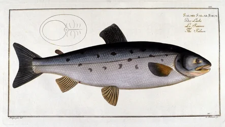 Lachs (Salmo salar) von Marc Elieser Bloch Ichtyologie Paris - Berlin - London 1787