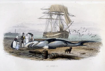 Haifischfang - in „Histoire naturelle de Lacepède“