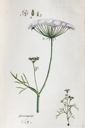 Terrenoix (Terre-Noix, Nox de Terre)