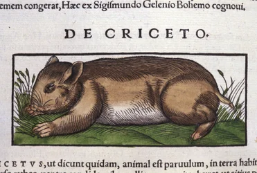 Der Hamster in Historia Animalium von Conrad Gesner (1516 - 1565), Tiguri