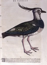 Der Kiebitz in Historia Animalium von Conrad Gesner (1516 - 1565), Tiguri