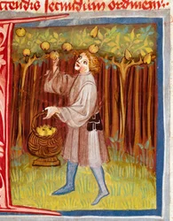 Die Obsternte. Miniatur aus „Der Rustican oder Buch vom Nutzen des Landes und des Landlebens“ (Rerum ruralium commodorum) von Pietro de Crescenzi (Crescent Stone oder Crescens Stone) (1233-1320), 14. Jahrhundert. Prag, Nationalbibliothek