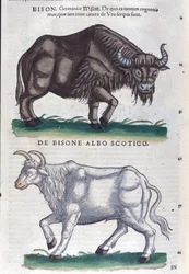Der Bison und der weiße Bison aus Historiae animalium von Konrad Gesner, Tiguri