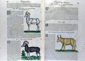 Die Doppelseite der Vierbeiner in Historia Animalium von Conrad Gesner (1516 - 1565), Tiguri
