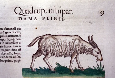 Die Ziege nach Historiae animalium von Konrad Gesner, Tiguri