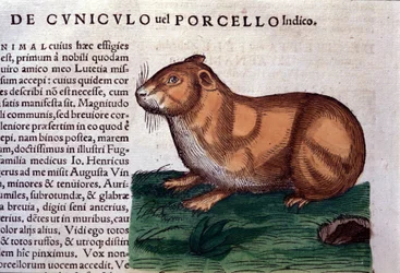 Das Meerschweinchen nach Historiae animalium von Konrad Gesner, Tiguri