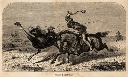 Die Straußenjagd, nach einer Fotografie gezeichnet, zur Illustration der Jagdgeschichte in Afrika von William Charles Baldwin zwischen 1852 und 1860. Gravur in „Le tour du monde“, herausgegeben von Edouard Charton