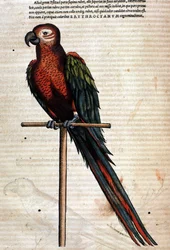 Der Papagei nach der Historia Animalium von Conrad Gesner, Tiguri 1560. Biblioteca Nazionale Braidense. Mailand