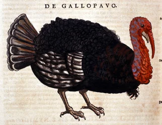 Der Truthahn nach der Historia Animalium von Conrad Gesner, Tiguri 1560. Biblioteca Nazionale Braidense. Mailand