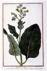 Tabakpflanze (Nicotiana Minor). Botanische Tafel aus einem Herbarium des 18. Jahrhunderts.