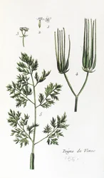 Venuskamm