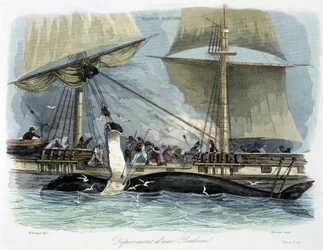 Walfang: das Zerlegen